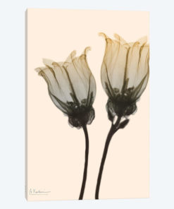 Neutral Canterbury Bells I