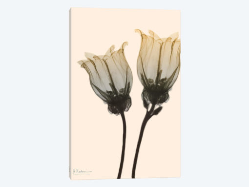Neutral Canterbury Bells I