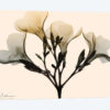 Oleander Dawn