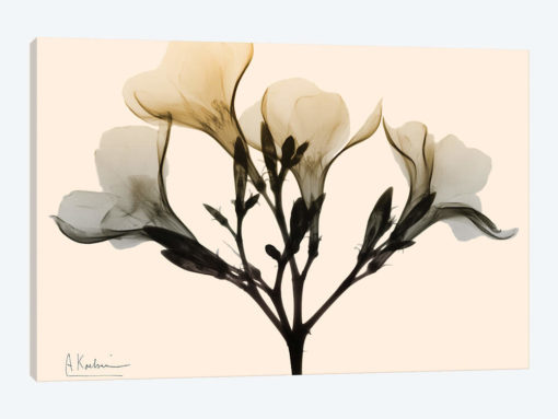 Oleander Dawn