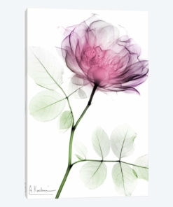Rose Dynasty I