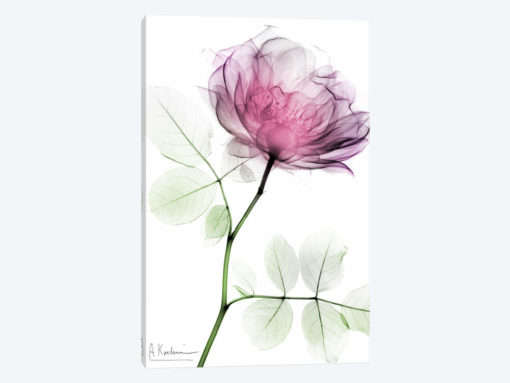 Rose Dynasty I