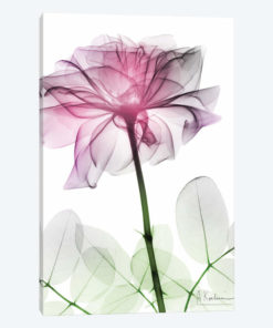 Rose Dynasty II