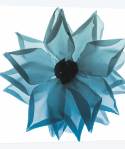 Rose Petal Blues I