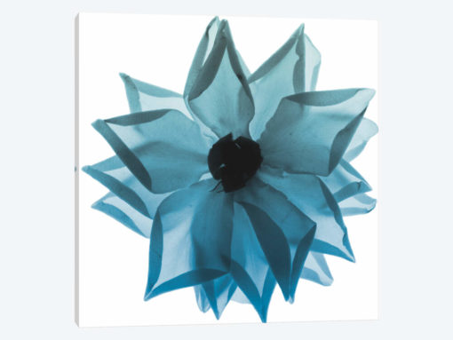 Rose Petal Blues I