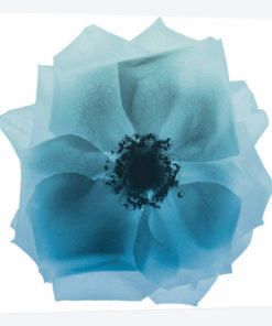 Rose Petal Blues II