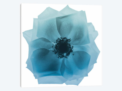 Rose Petal Blues II