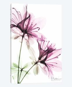 Splendid Beauty I