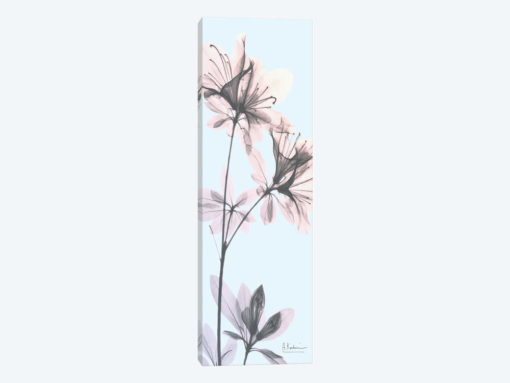 Paradise Azalea