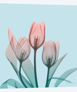 Awakening Tulips II