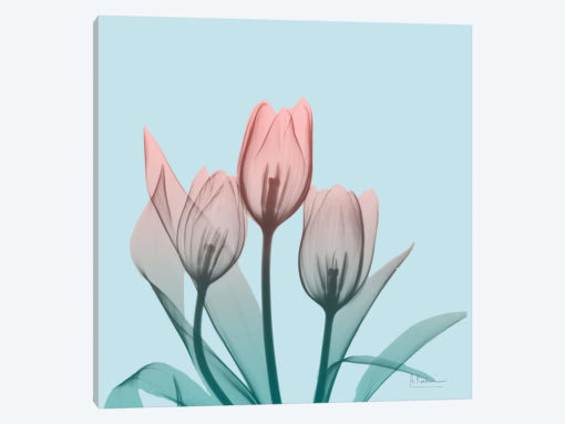 Awakening Tulips II