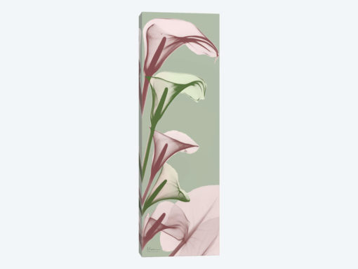 Spring Time Calla Lilies