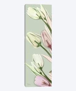 Spring Time Tulips
