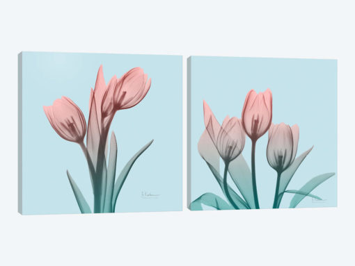 Awakening Tulips Diptych