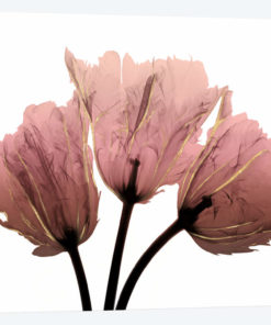 Alizarin Splendor II