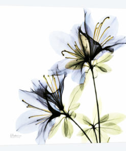 Azalea I