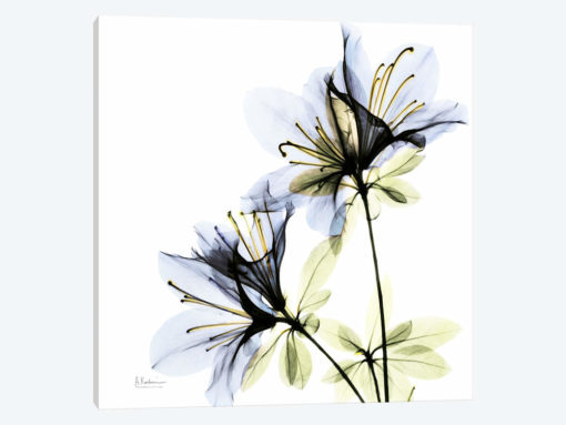 Azalea I