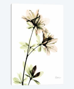 Azalea II