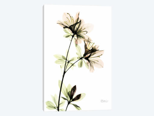 Azalea II