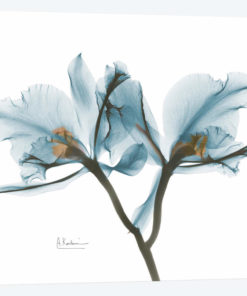 Blue Orchid