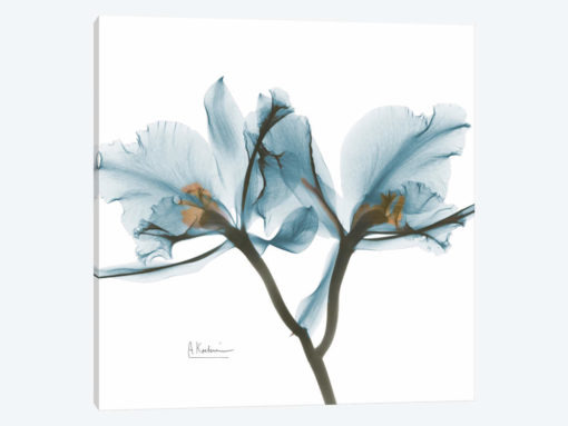 Blue Orchid