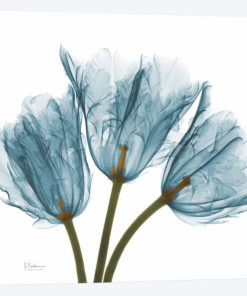 Blue Tulips