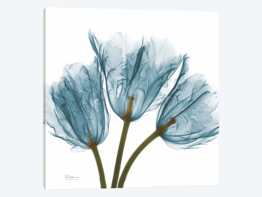 Blue Tulips