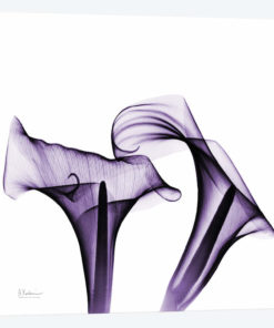 Calla Lilies I