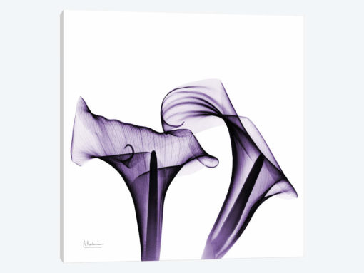 Calla Lilies I