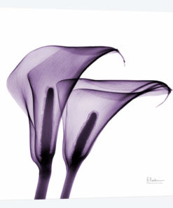 Calla Lilies II