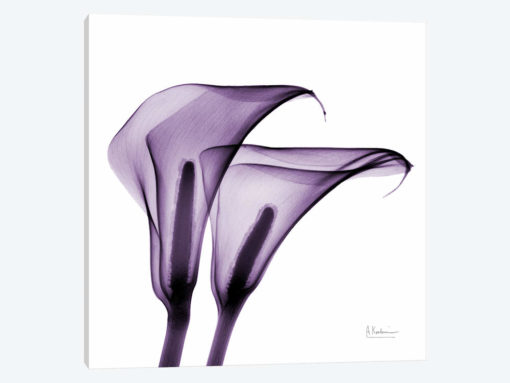 Calla Lilies II