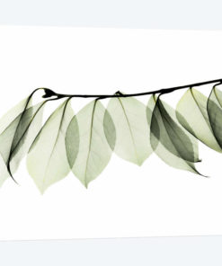 Camelia Leaf In White