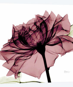 Chianti Rose I