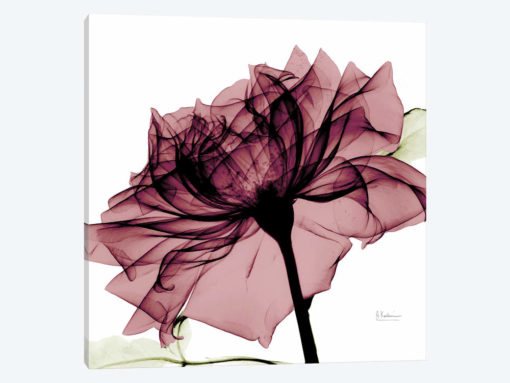 Chianti Rose I