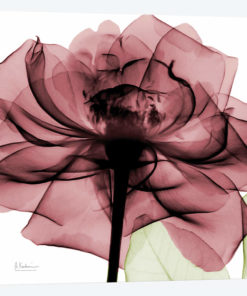 Chianti Rose II
