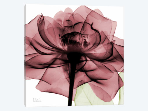 Chianti Rose II