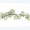 Eucalyptus