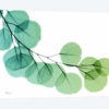 Eucalyptus Green Blue