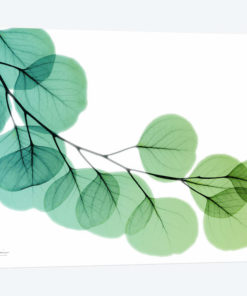 Eucalyptus Green Blue