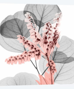 Eucalyptus Blush I