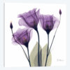 Gentian Hope