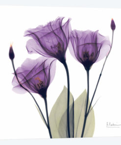 Gentian Hope