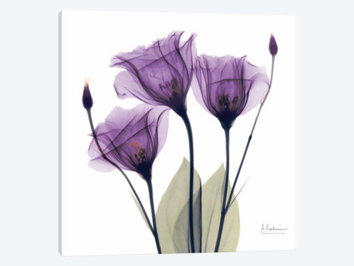 Gentian Hope