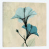 Hibiscus Blue