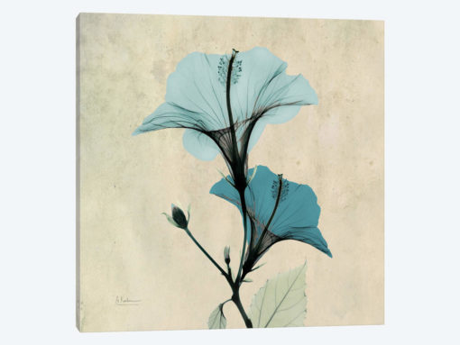 Hibiscus Blue