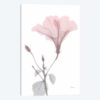 Hibiscus Pink