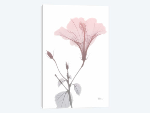 Hibiscus Pink