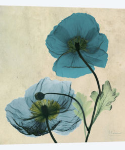 Iceland Poppy Blue