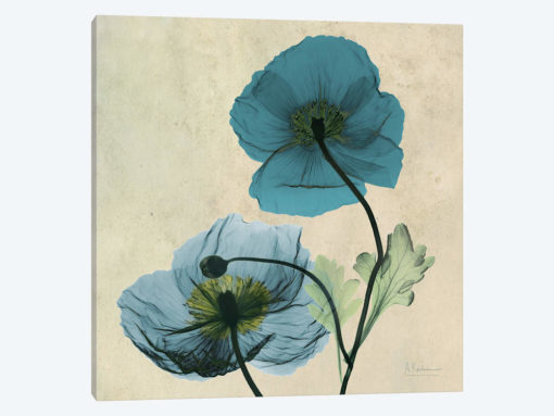 Iceland Poppy Blue