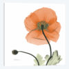 Iceland Poppy Orange